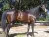 Stallions at Stud