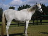 Broodmares