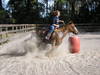 Horses for Sale